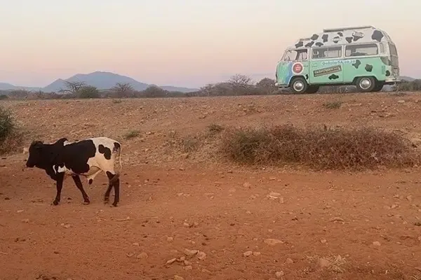 MilkVan Cows Tanzania crop MilkVan Cows Tanzania