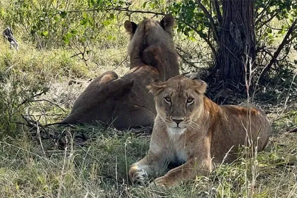 lions crop lions