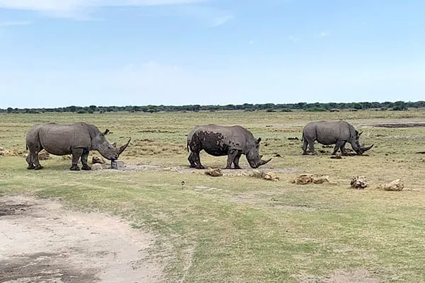 Rhinos Rhinos