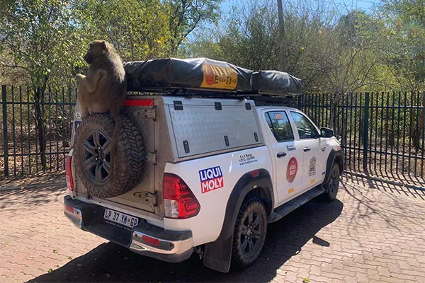 monkey on bushlore 2024 monkey on bushlore 2024